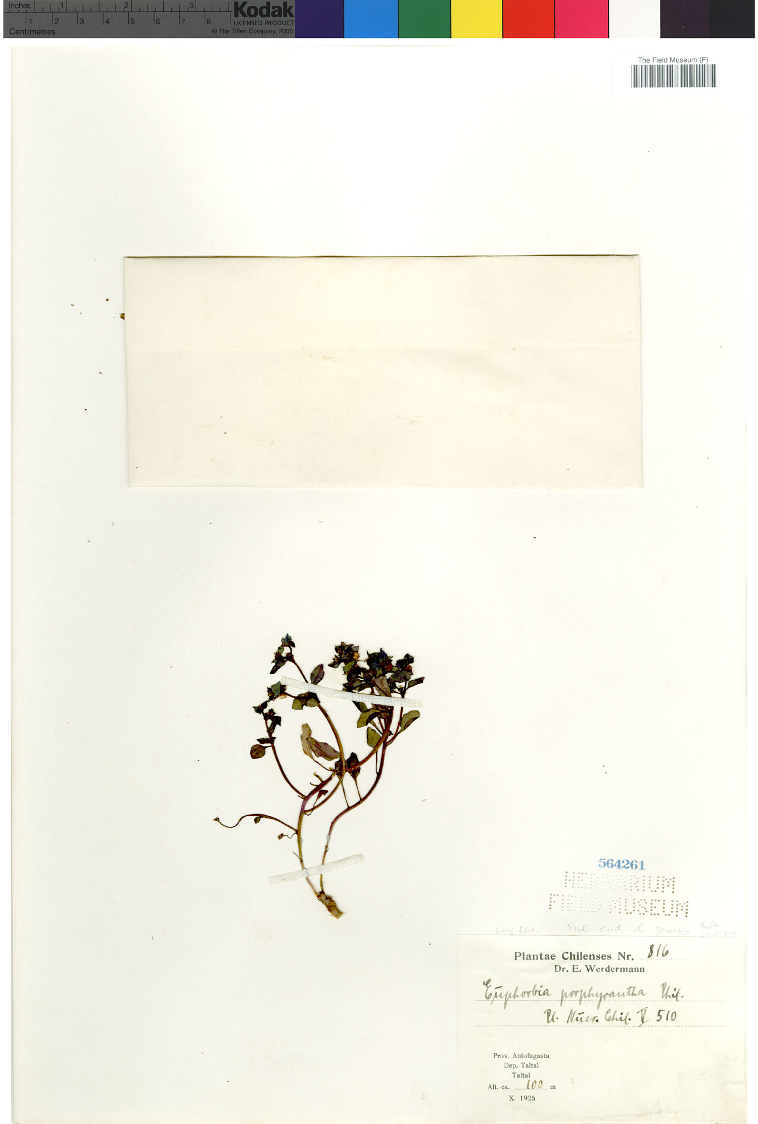 Euphorbia porphyrantha image