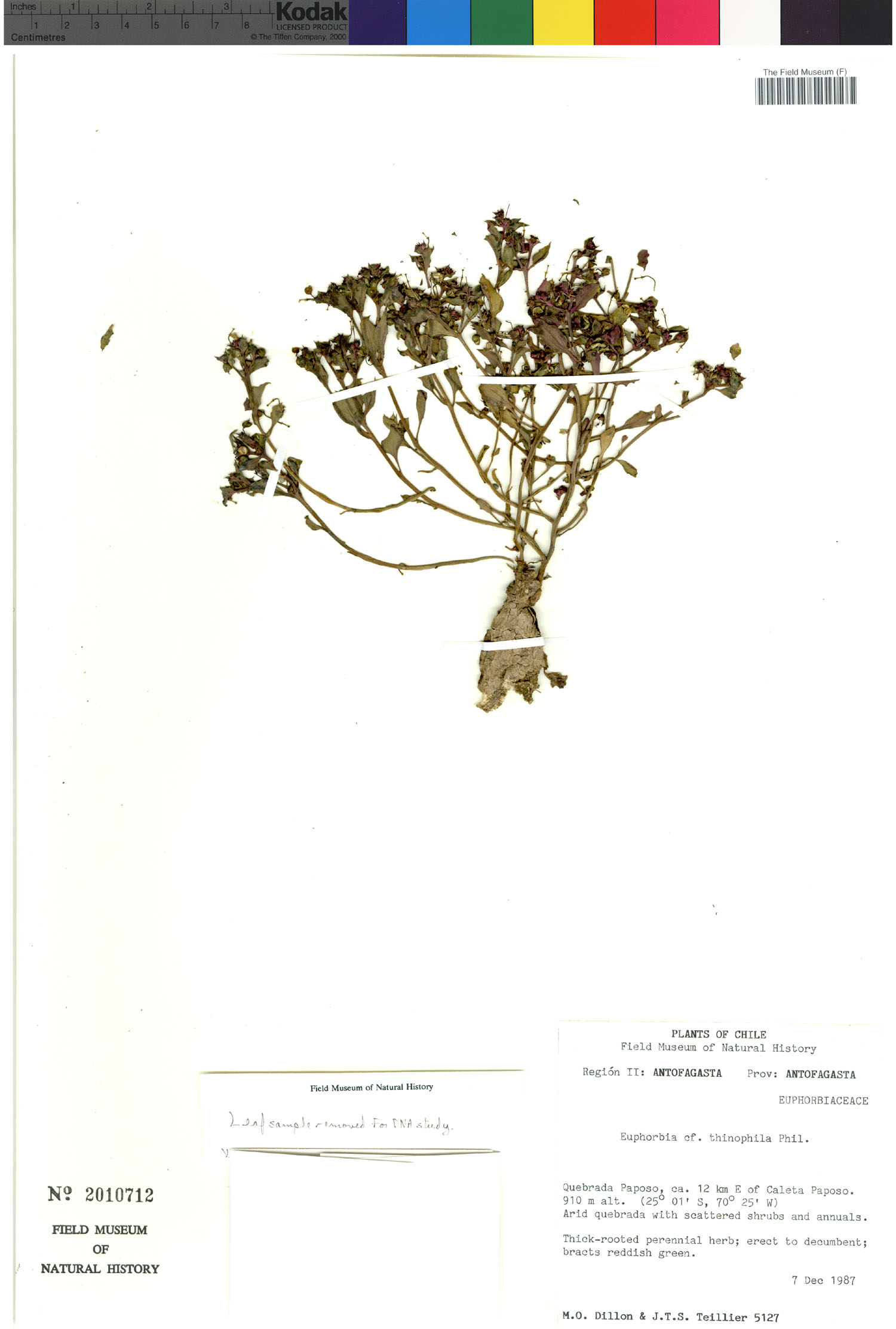Euphorbia thinophila image