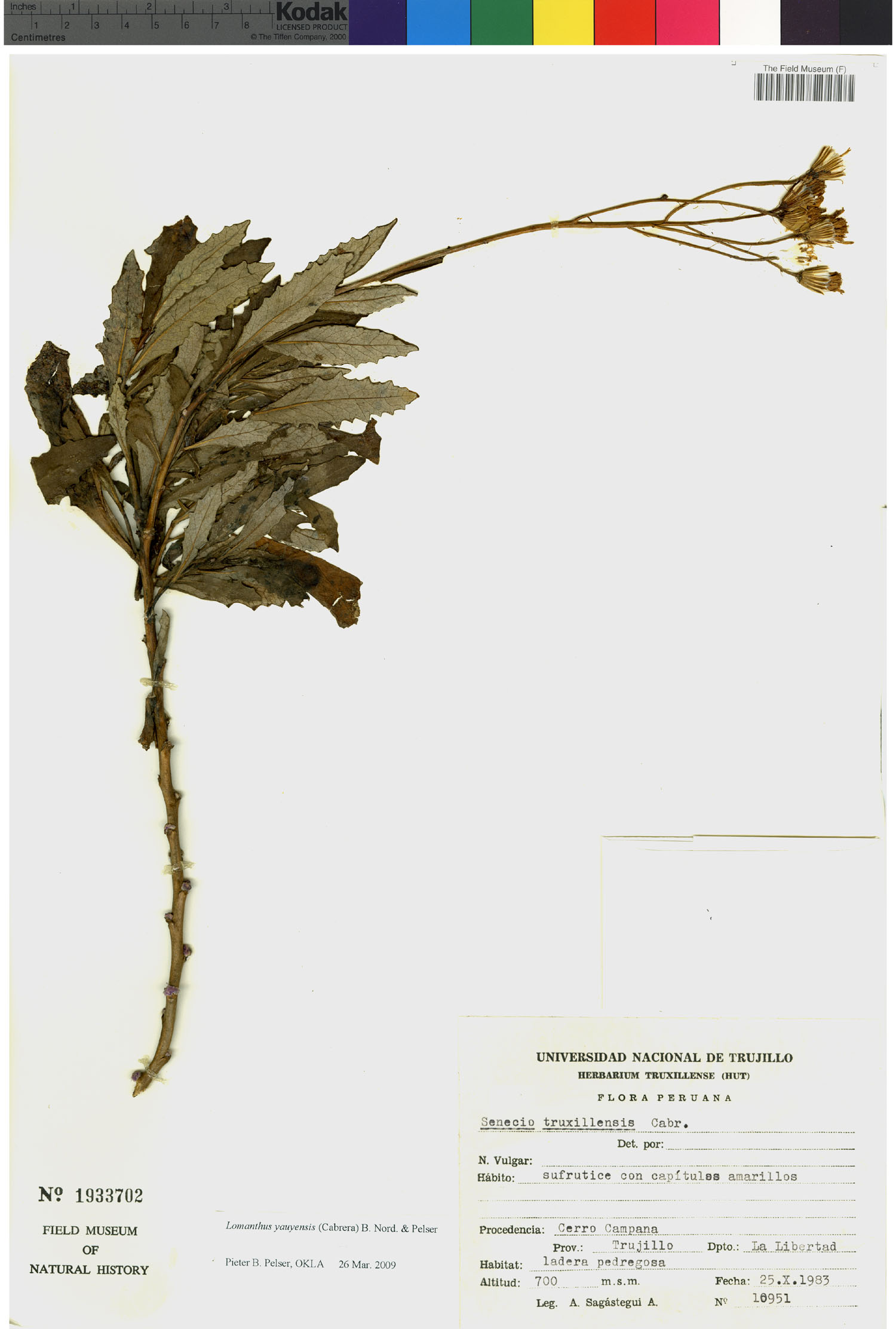 Lomanthus yauyensis image