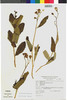 Lomanthus truxillensis image