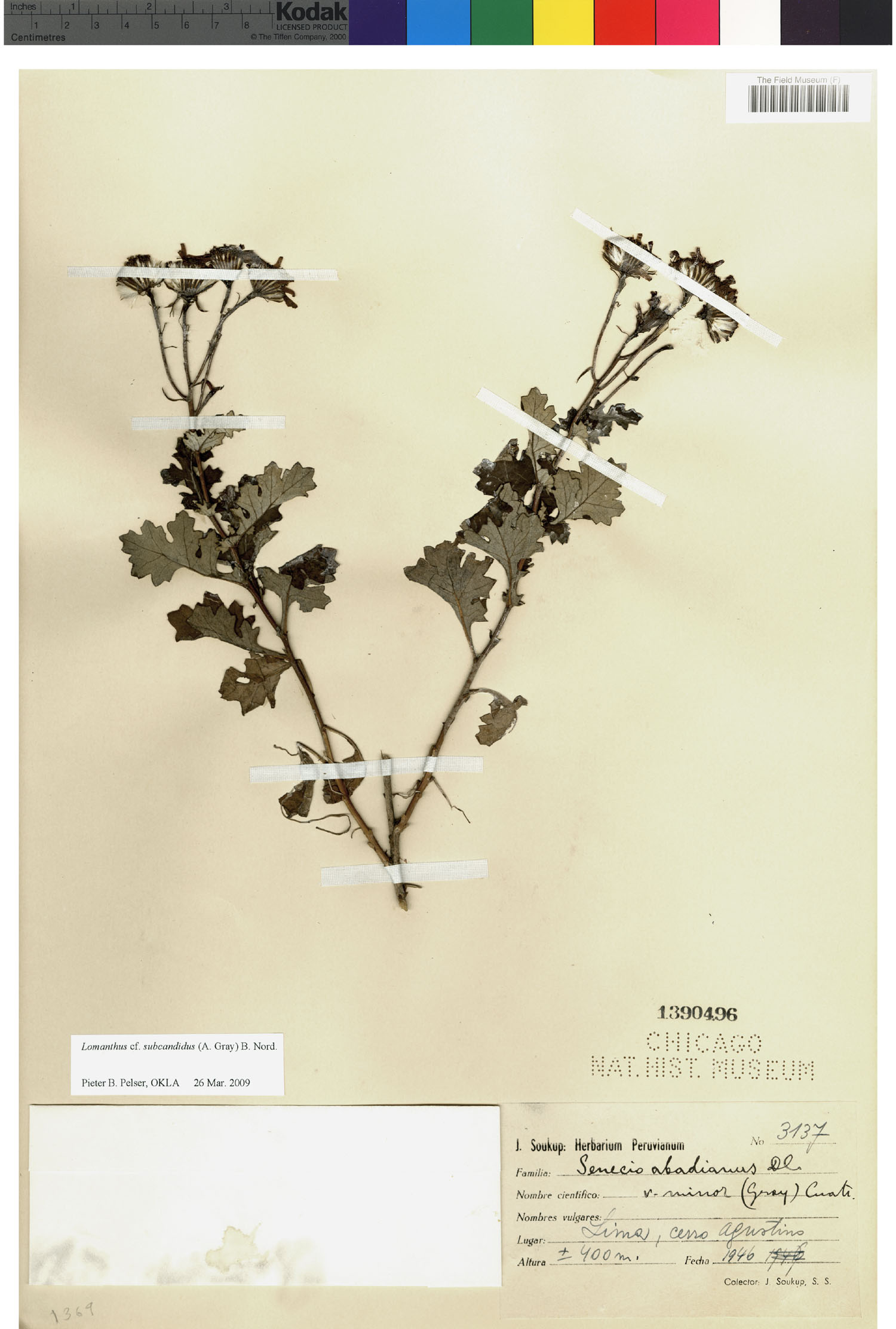 Lomanthus subcandidus image