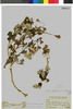 Lomanthus subcandidus image