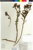 Alstroemeria lineatiflora image
