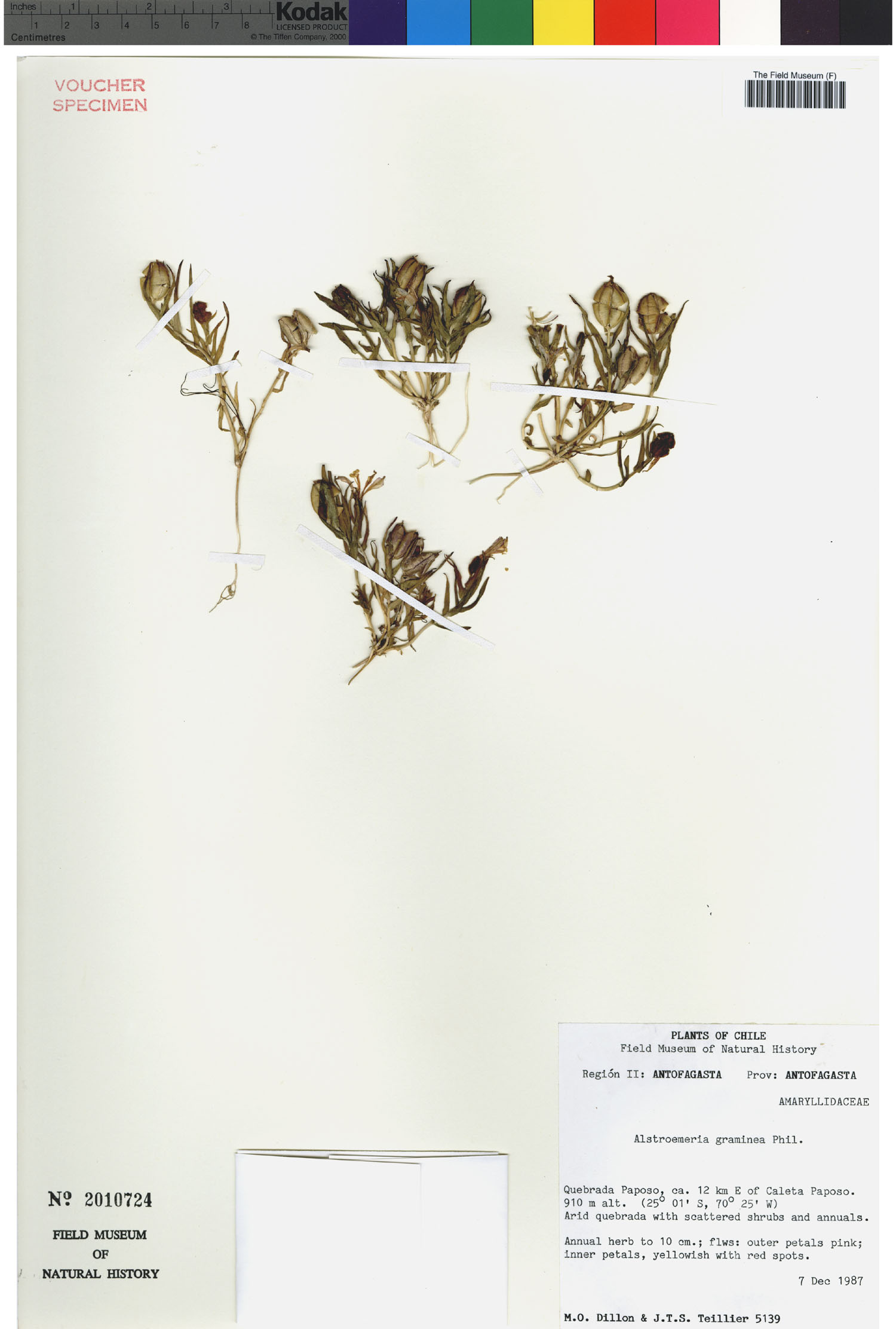 Alstroemeria graminea image