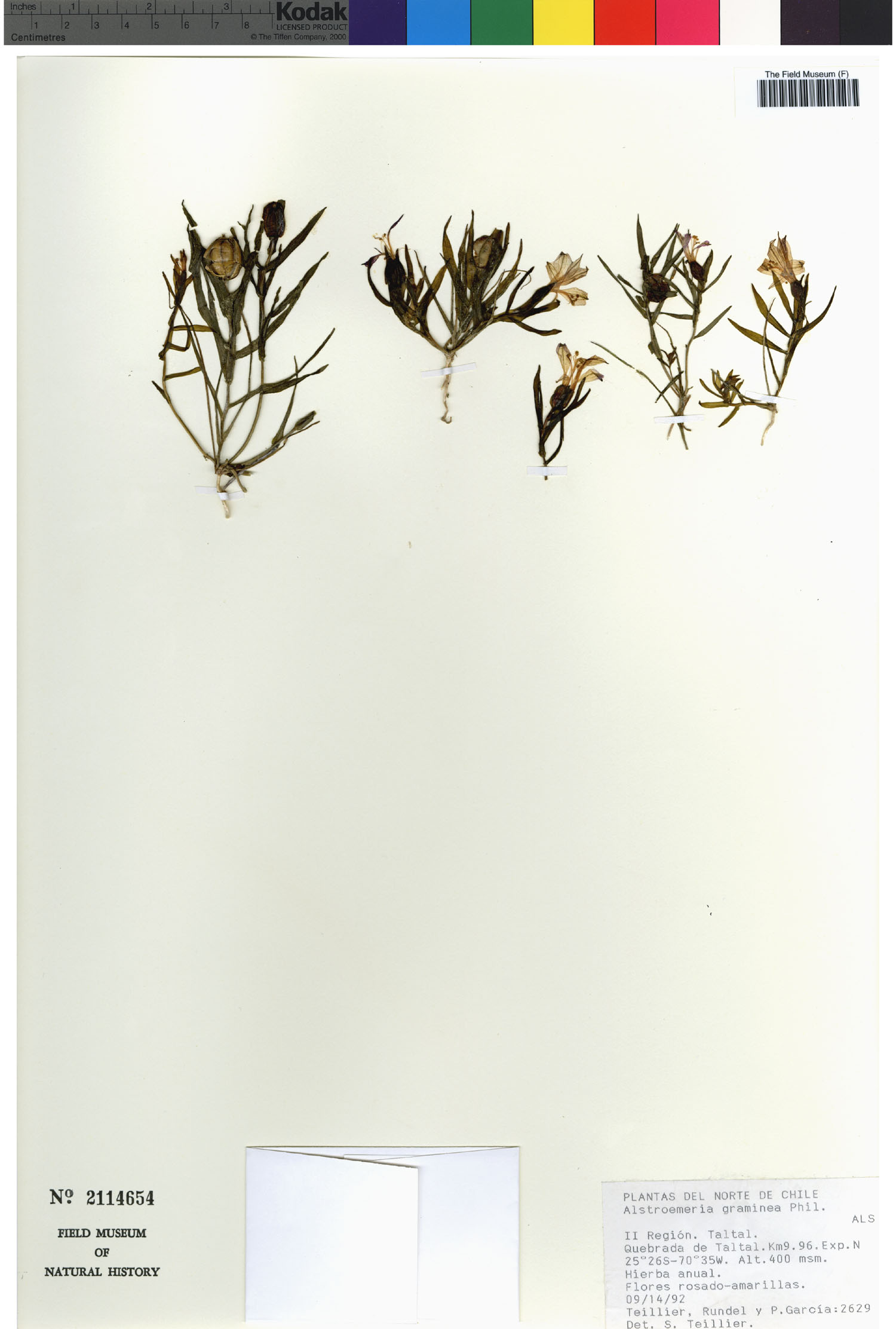 Alstroemeria graminea image