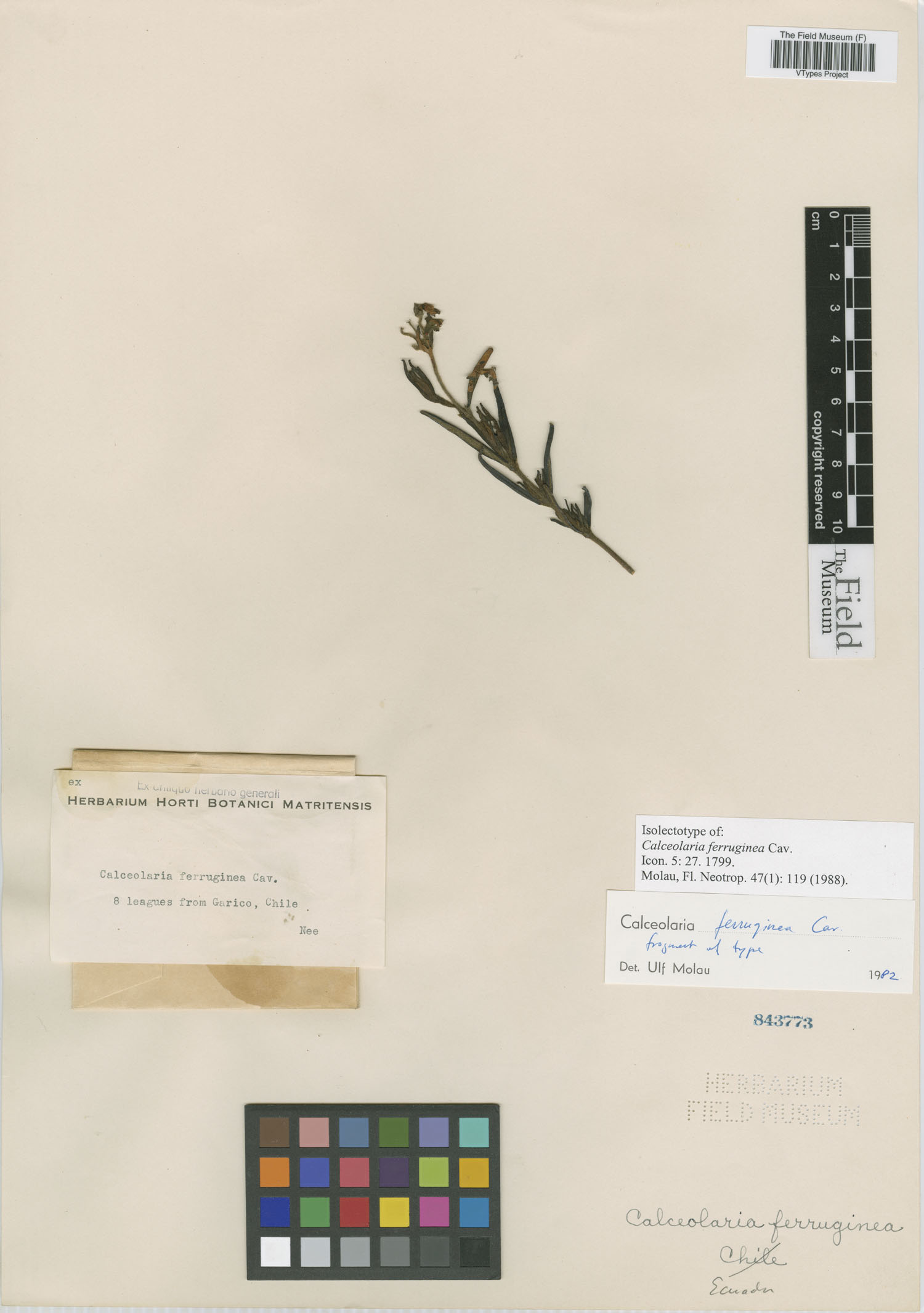 Calceolaria ferruginea image