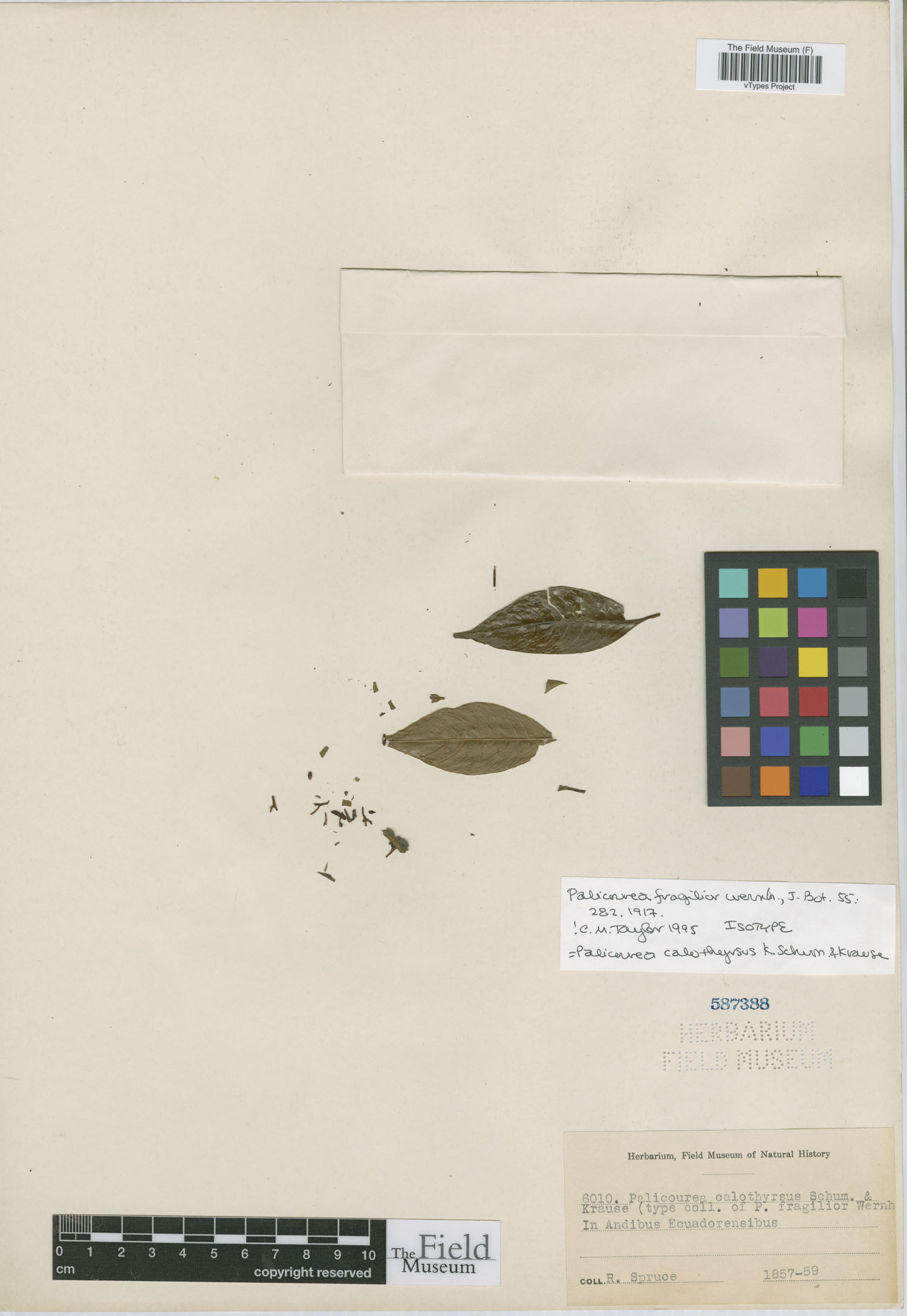 Palicourea fragilior image