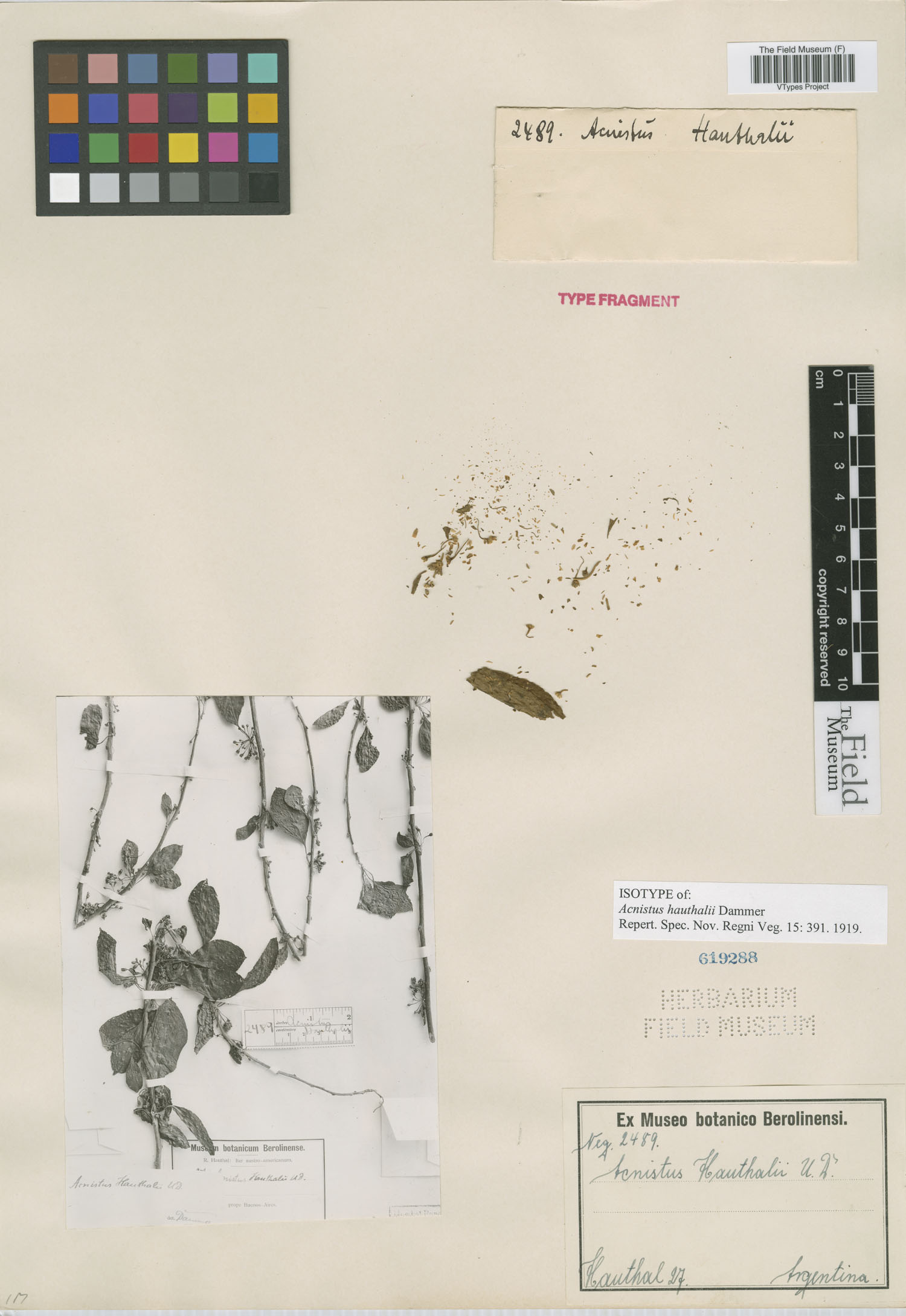 Vassobia breviflora image
