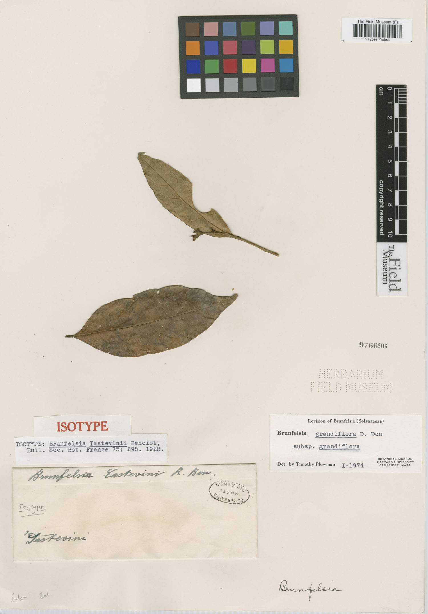 Brunfelsia grandiflora subsp. grandiflora image