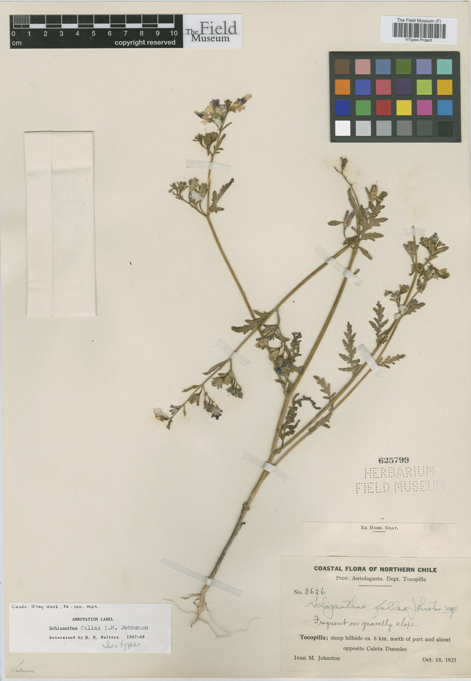 Schizanthus fallax image