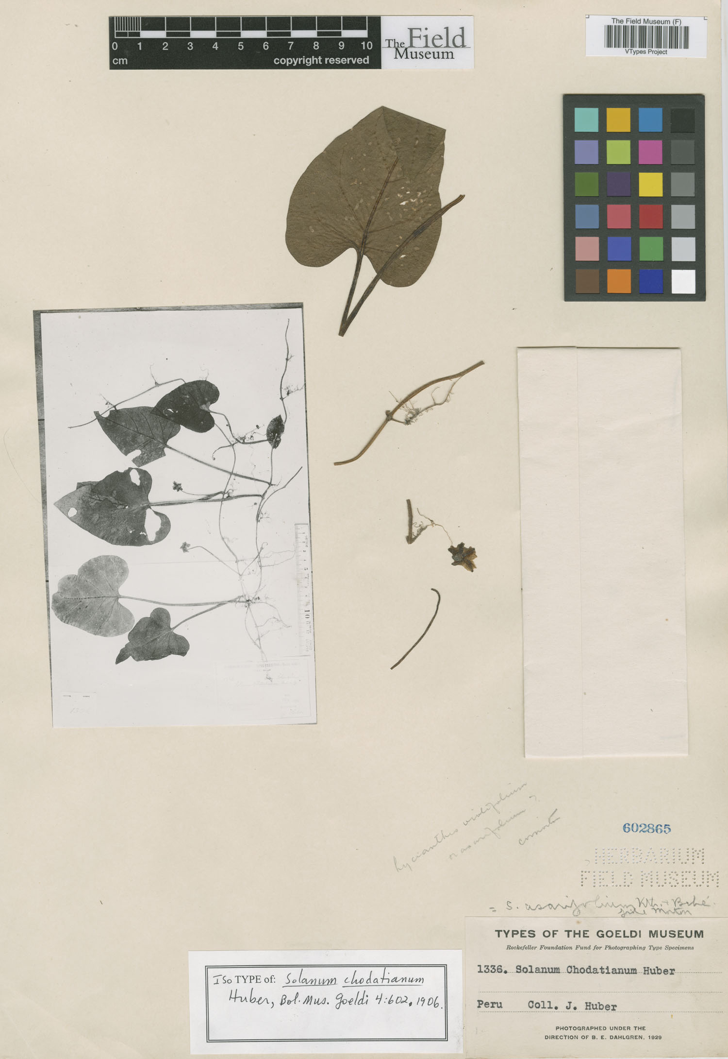 Solanum chodatianum image