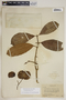 Tabernaemontana alba image
