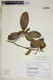 Tabernaemontana alba image