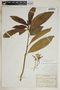 Tabernaemontana citrifolia image