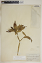 Tabernaemontana citrifolia image