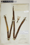 Agave inaguensis image