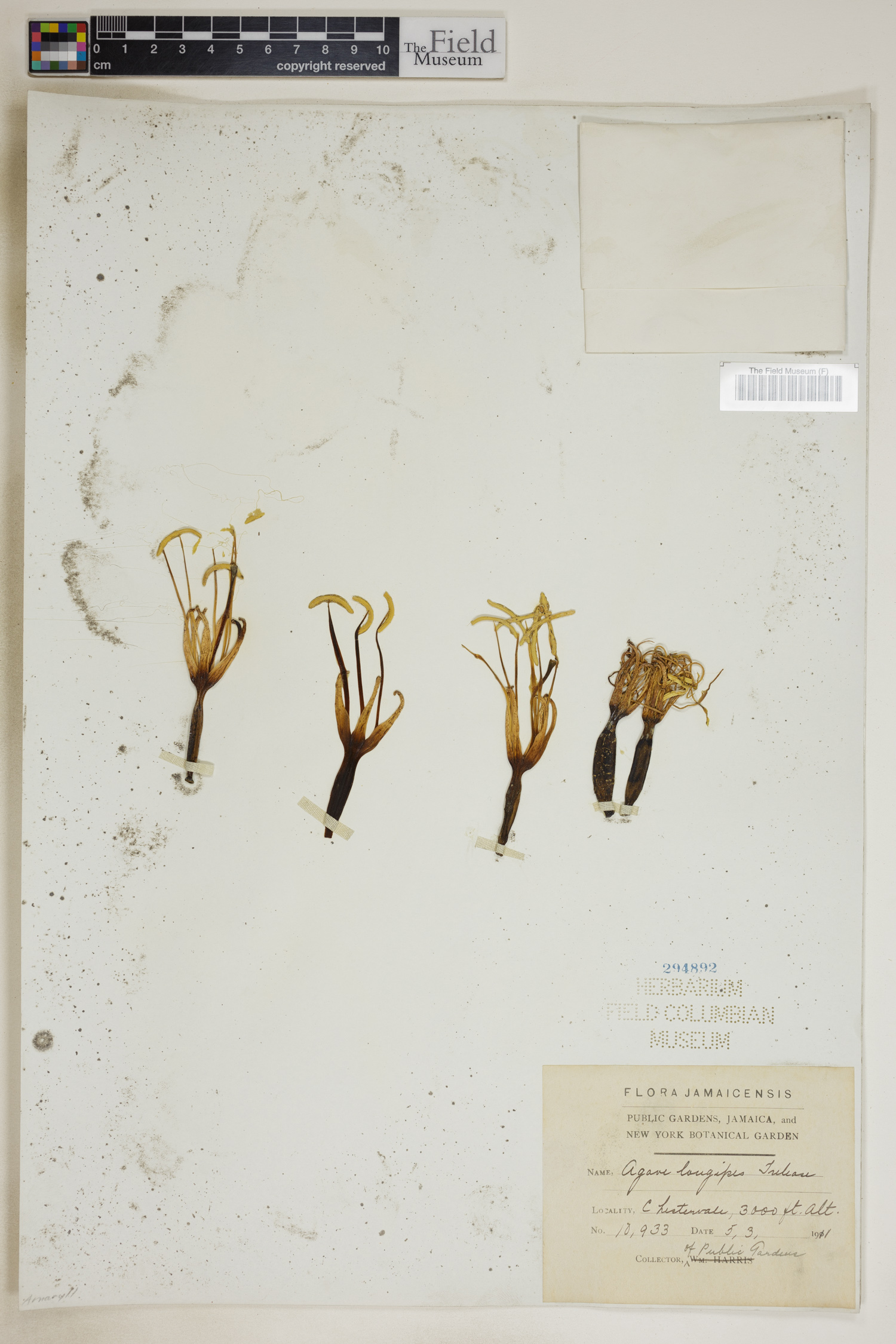 Agave longipes image