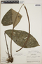 Anthurium acutangulum image