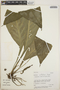 Anthurium acutifolium image