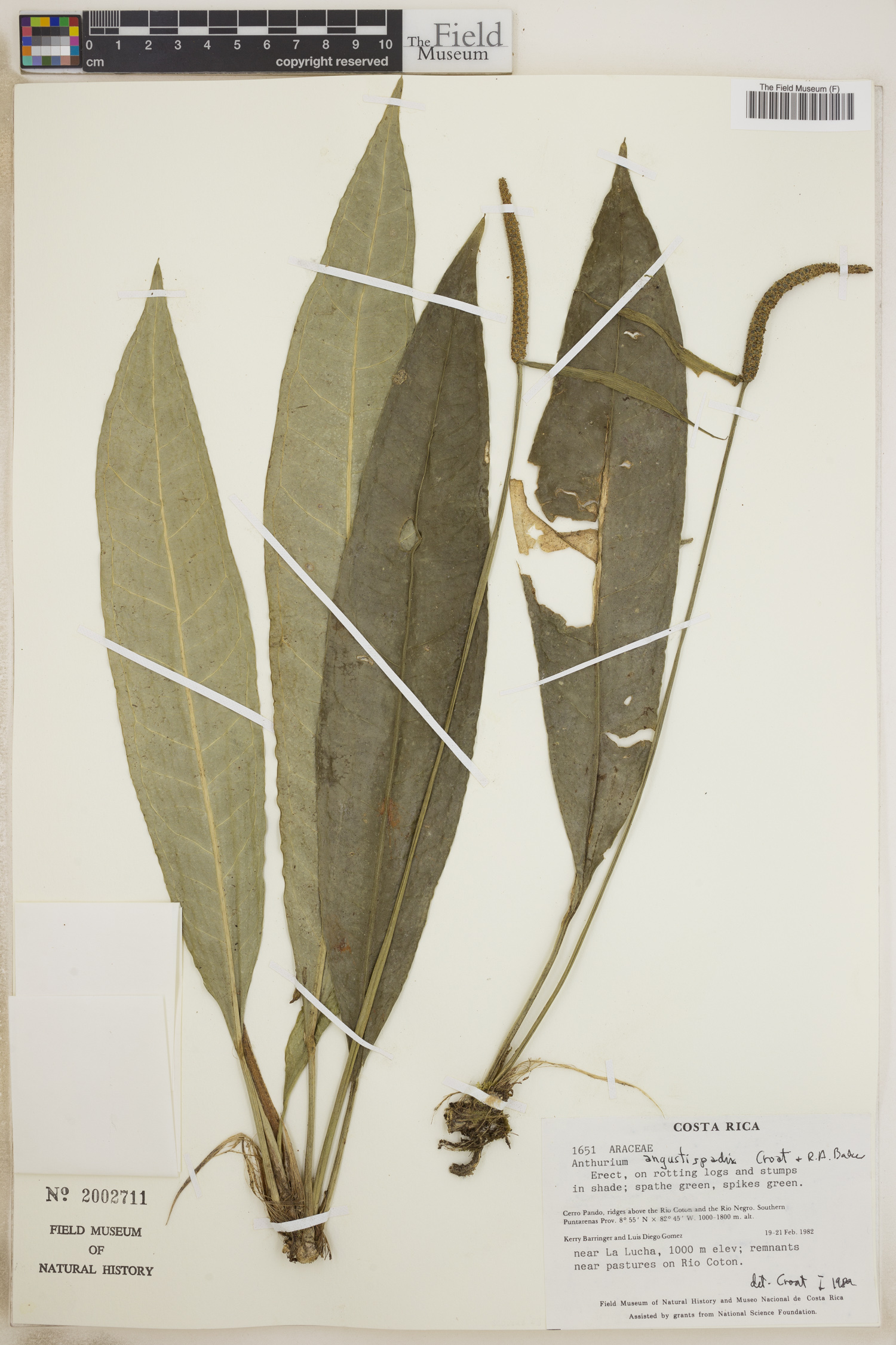 Anthurium angustispadix image