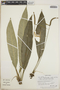 Anthurium angustispadix image