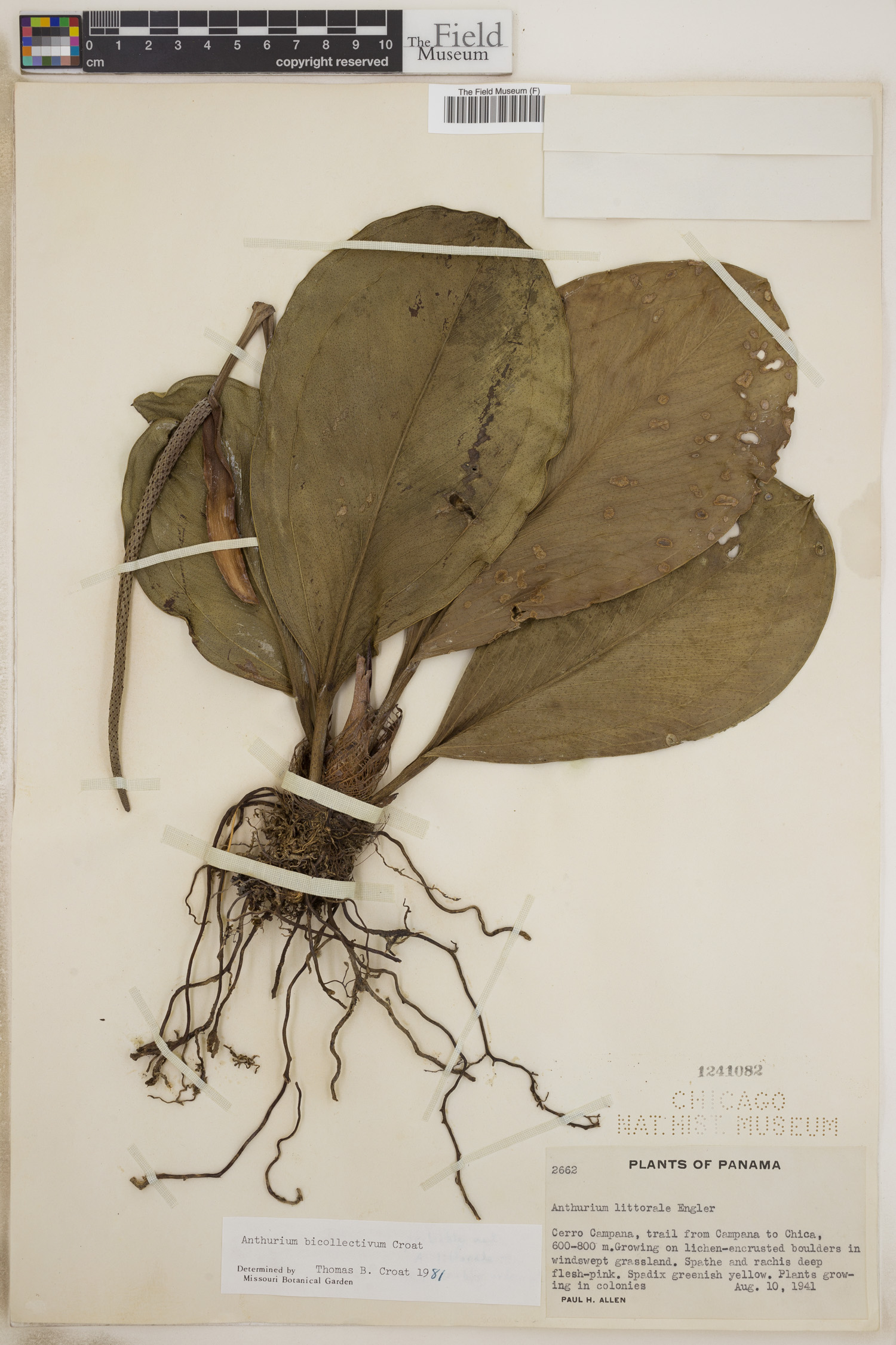 Anthurium durandii image