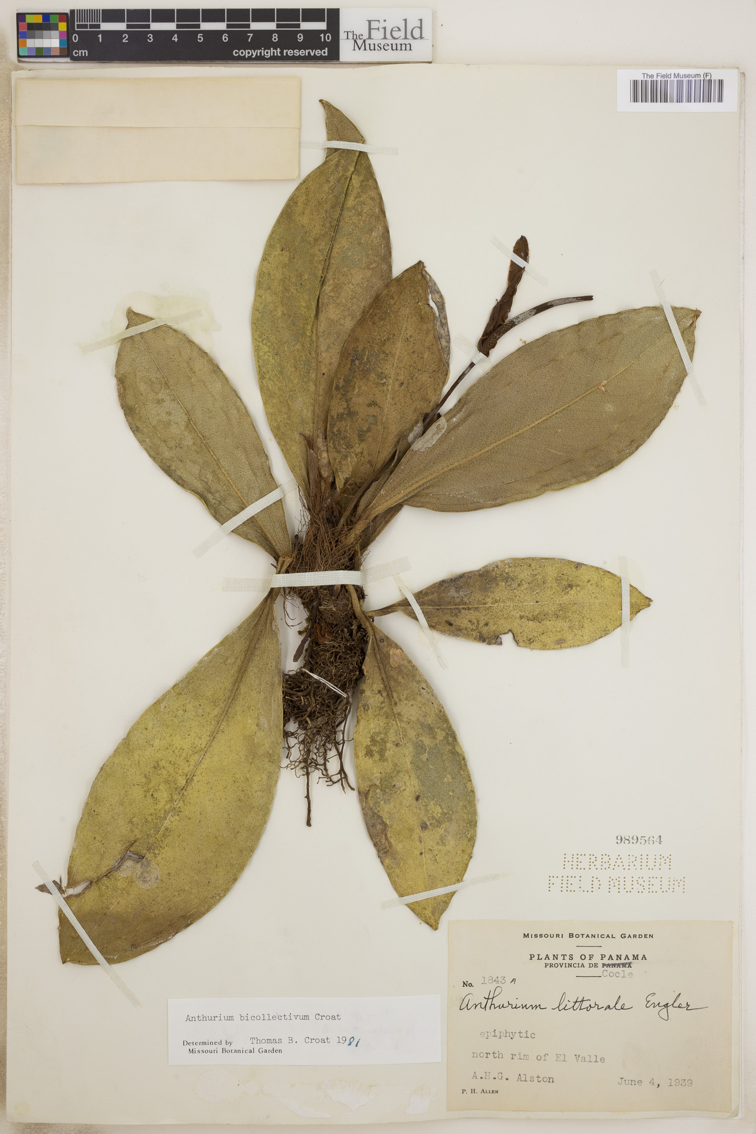 Anthurium durandii image