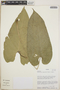 Anthurium caperatum image