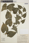 Anthurium clidemioides image