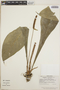 Anthurium consobrinum image