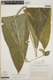 Anthurium consobrinum image