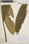 Anthurium curvilaminum image