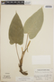 Anthurium davidsoniae image
