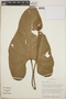 Anthurium erythrostachyum image