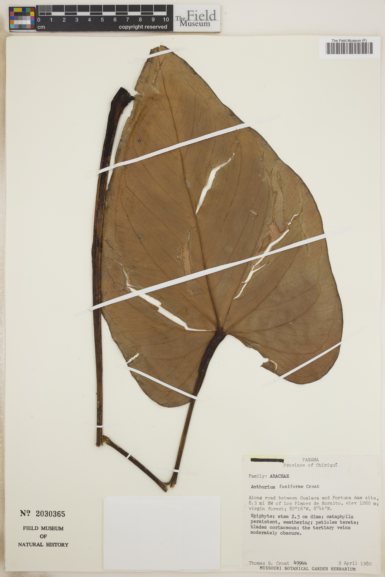 Anthurium fusiforme image