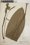 Anthurium hacumense image