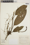 Anthurium interruptum image