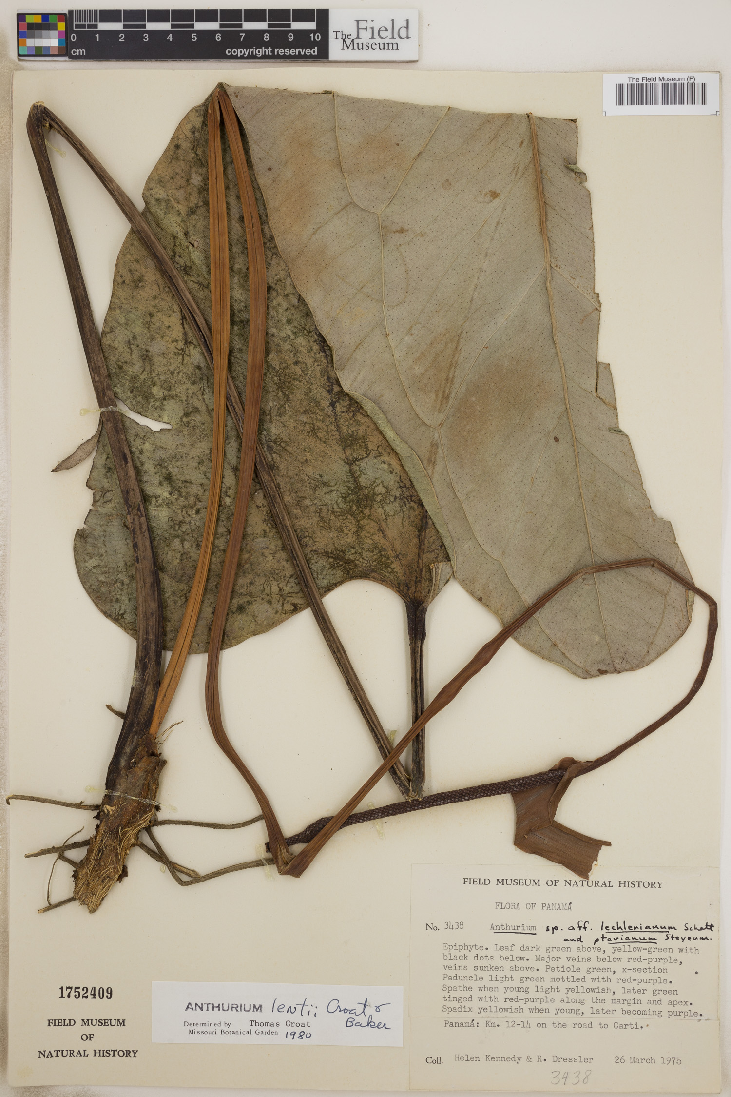 Anthurium lentii image