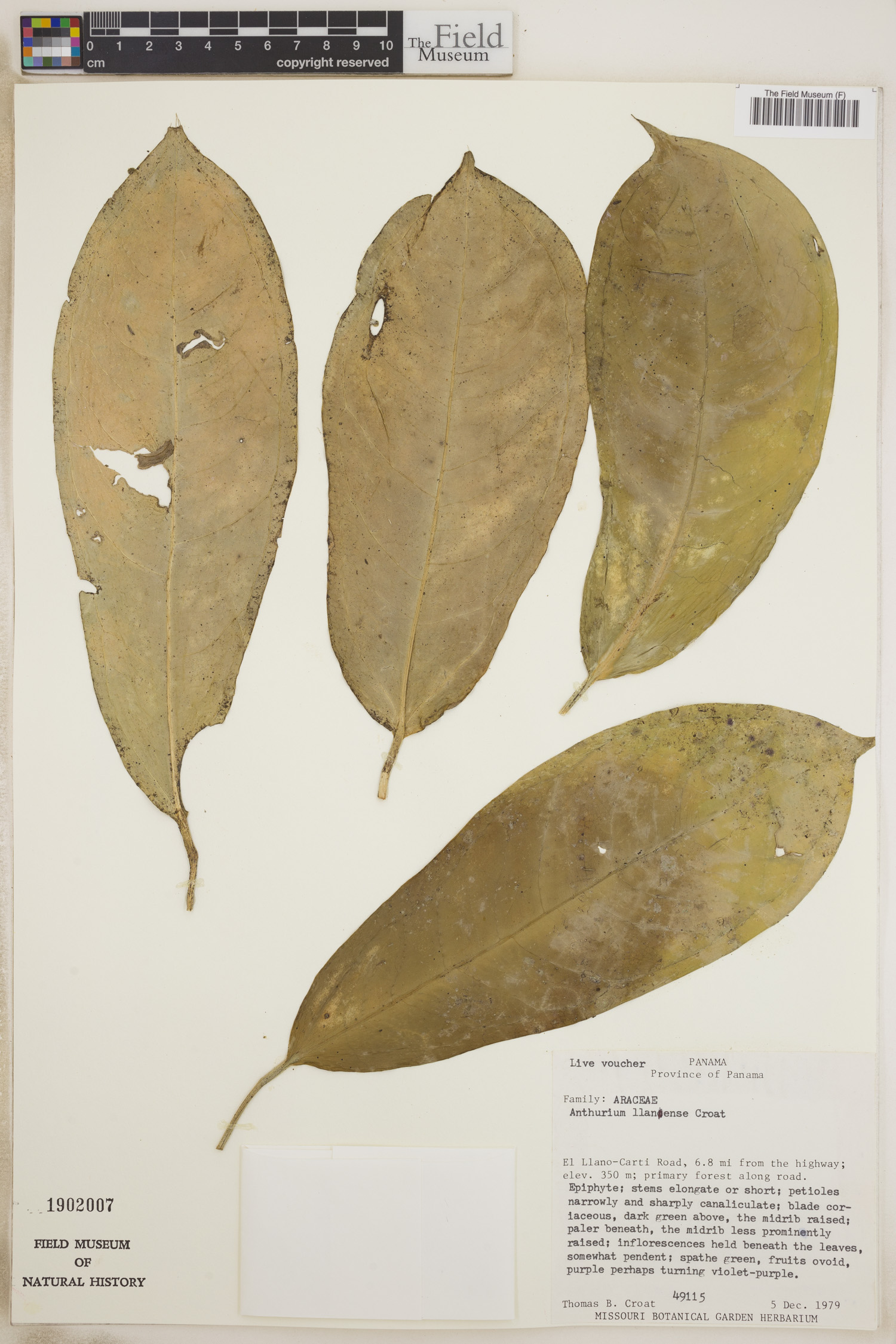 Anthurium llanense image