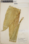 Anthurium luteynii image