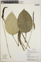 Anthurium melastomatis image