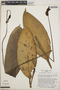 Anthurium michelii image