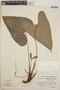 Anthurium obtusifolium image