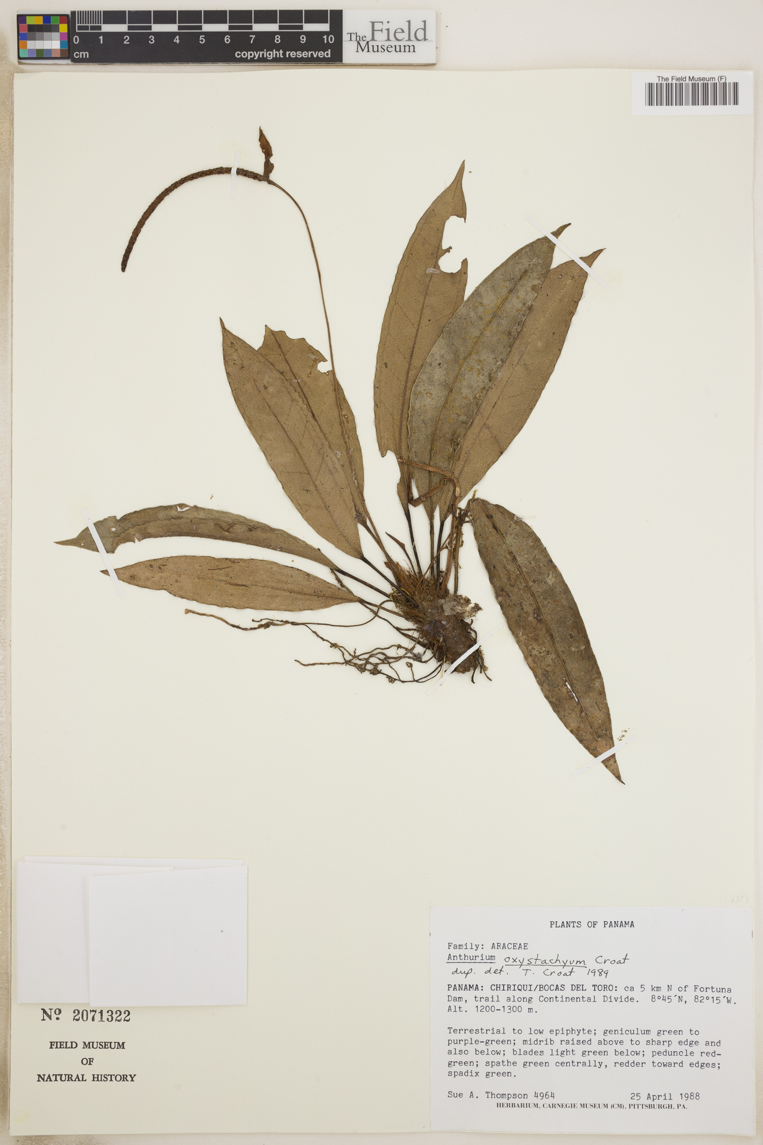Anthurium oxystachyum image