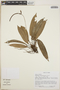 Anthurium oxystachyum image