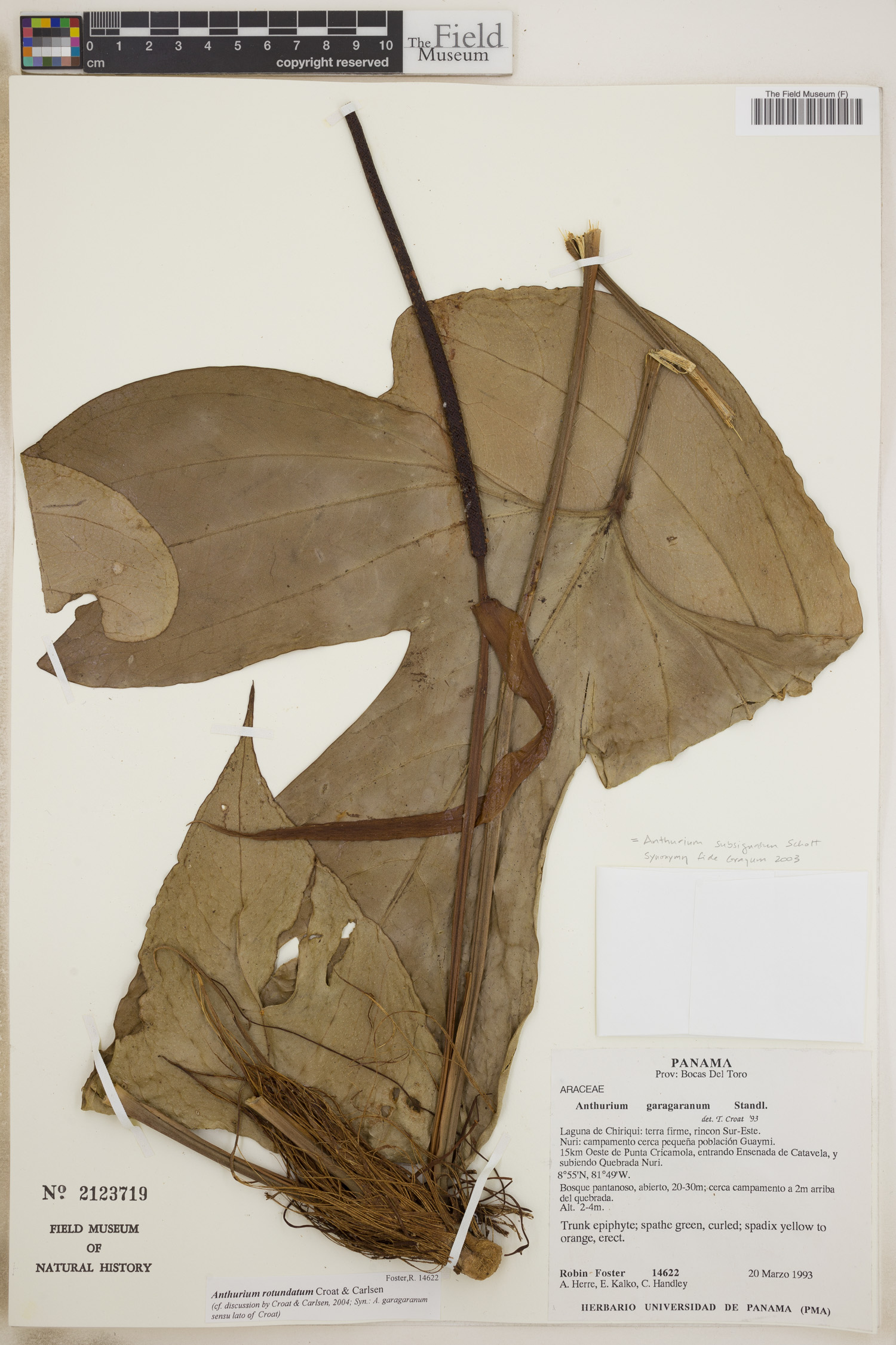 Anthurium rotundatum image