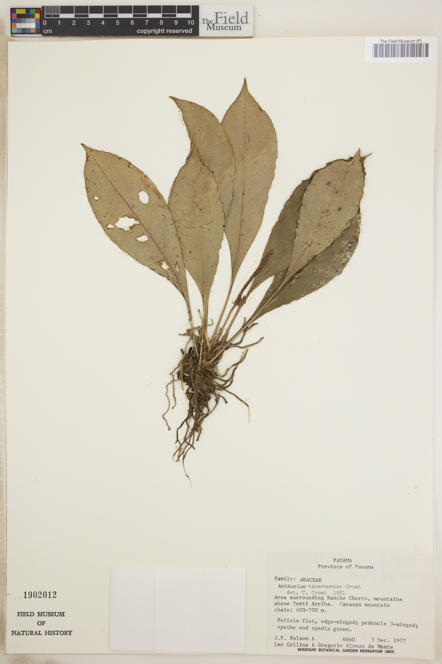 Anthurium tacarcunense image