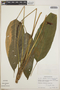 Anthurium testaceum image