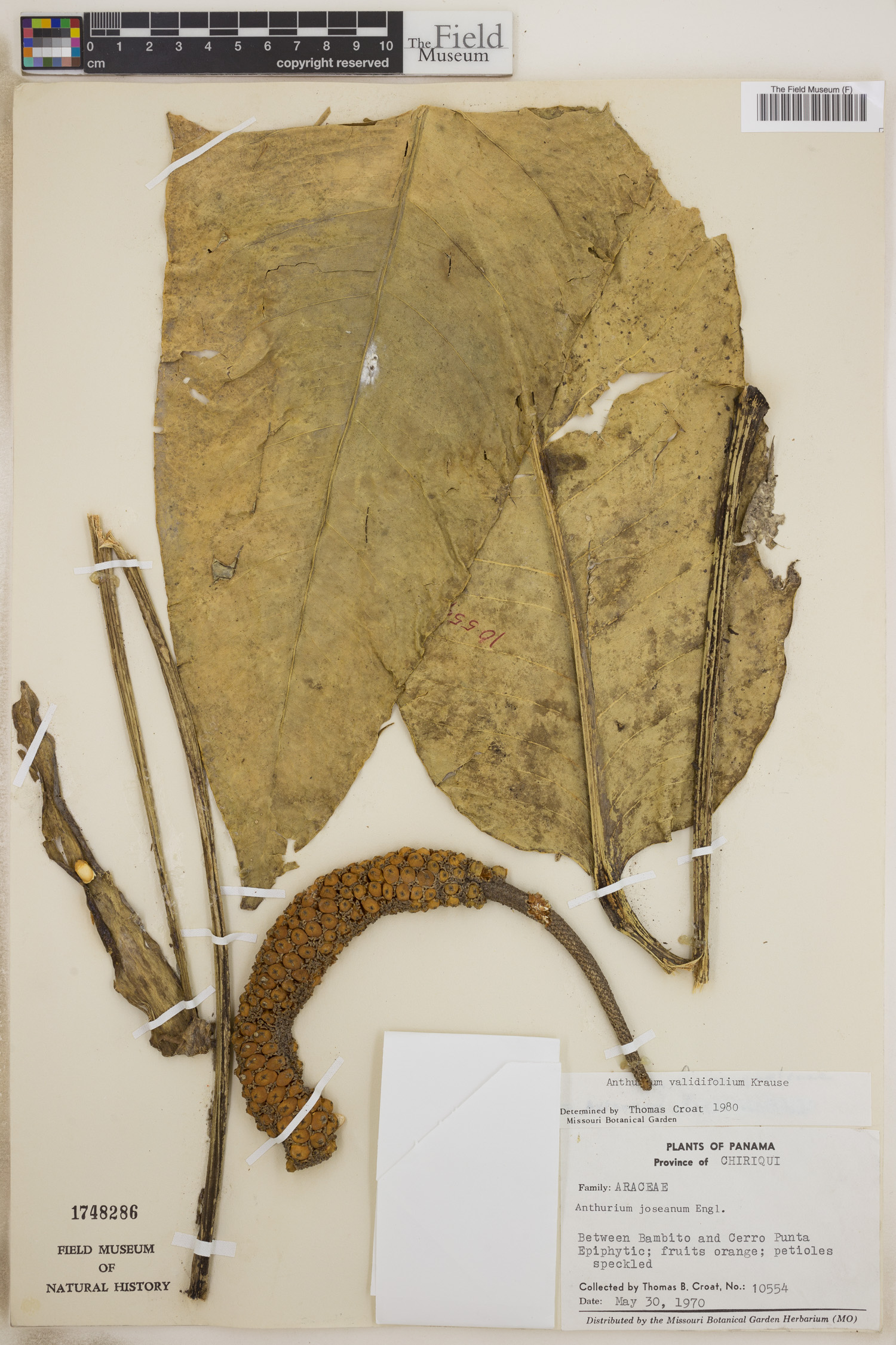 Anthurium validifolium image