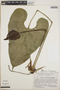 Anthurium watermaliense image